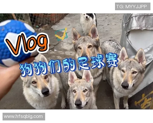 狼狗足球明星背后的故事与成就揭秘